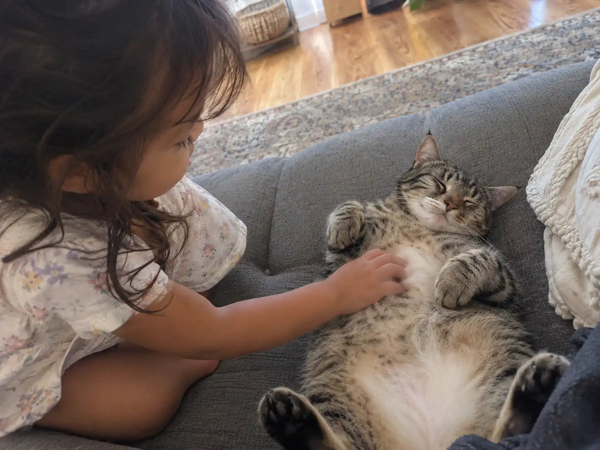 A young girl is petting the belly of a tabby cat.