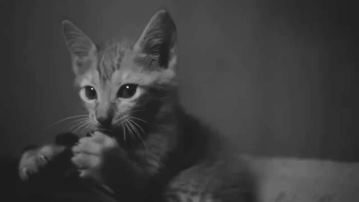 A black-and-white video loop of a young kitten biting something, possibly a shoe.