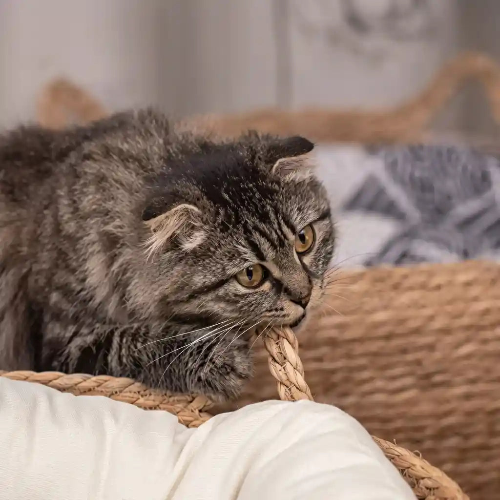 Handwoven Straw Cat Bed